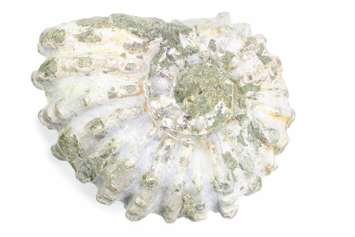Bumpy Ammonite (Douvilleiceras) Fossil - Madagascar #361203